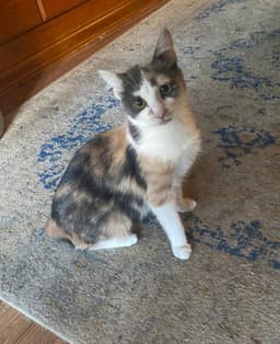 Mojo image 2