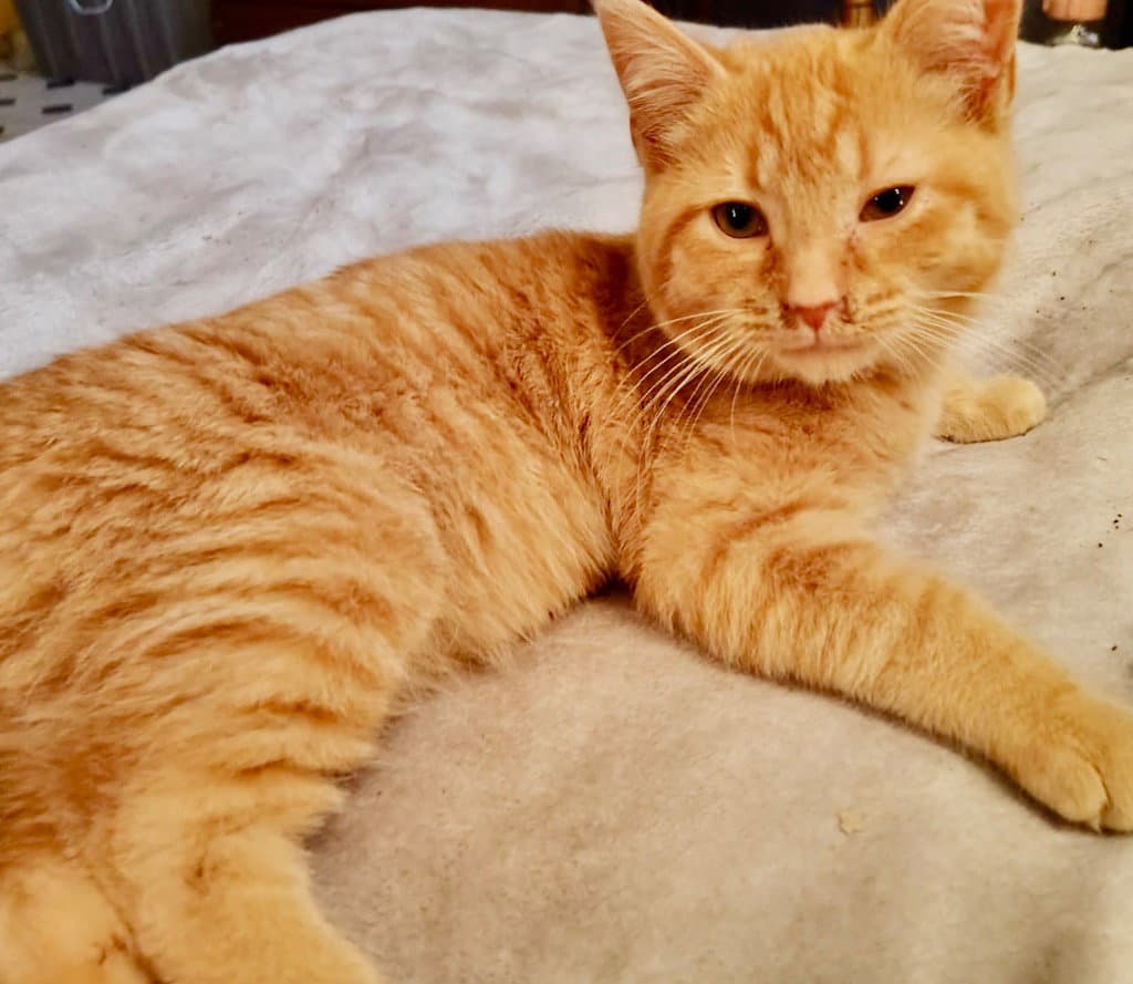 Kaboodle - Domestic Short Hair