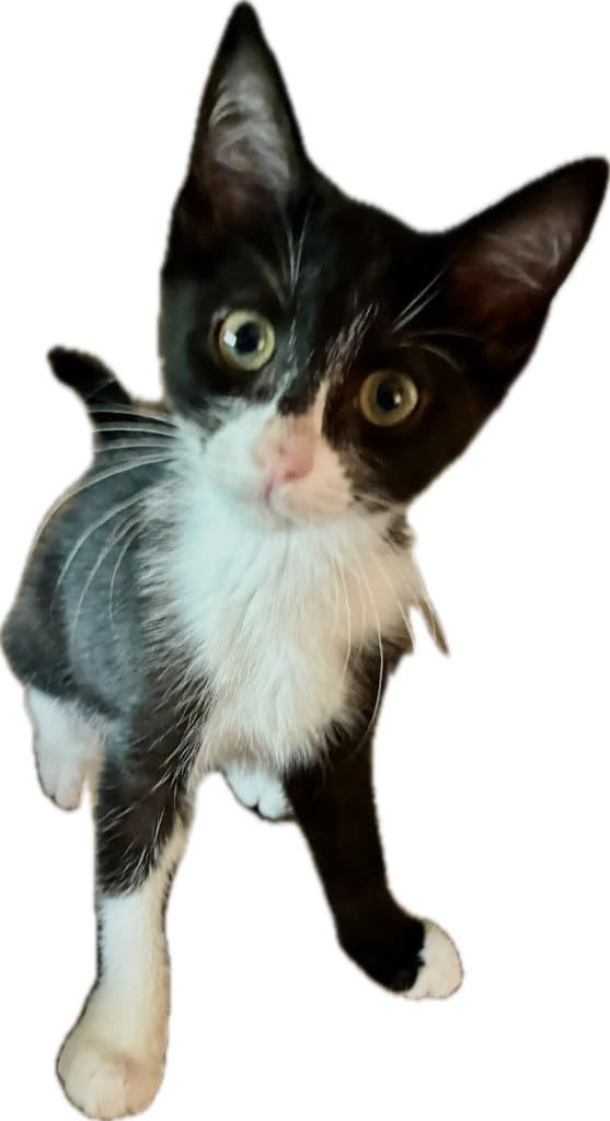 Luke - Domestic Short Hair
