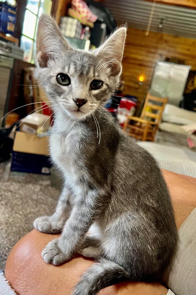 Wallaby Woo - Domestic Short Hair