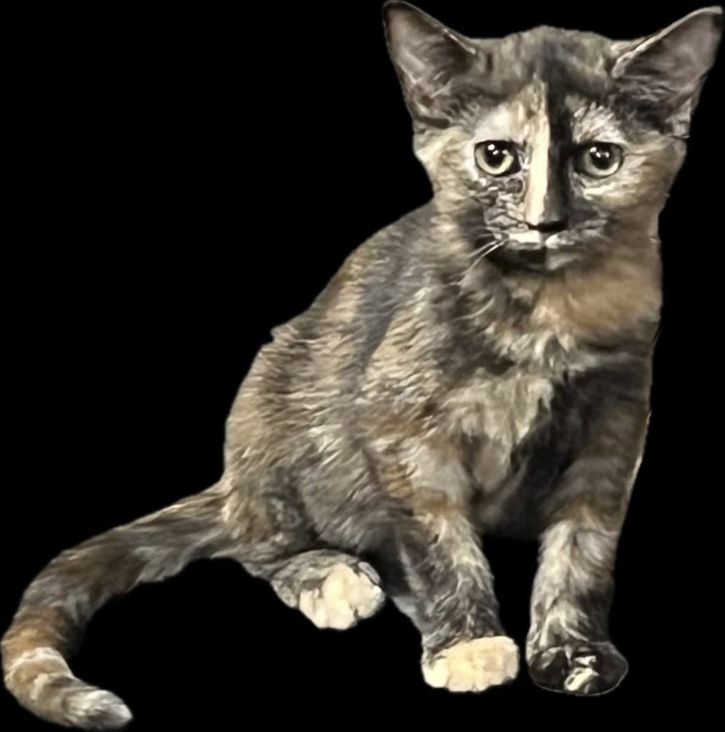 Fayette - Domestic Short Hair