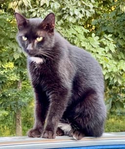 Tippy image 1