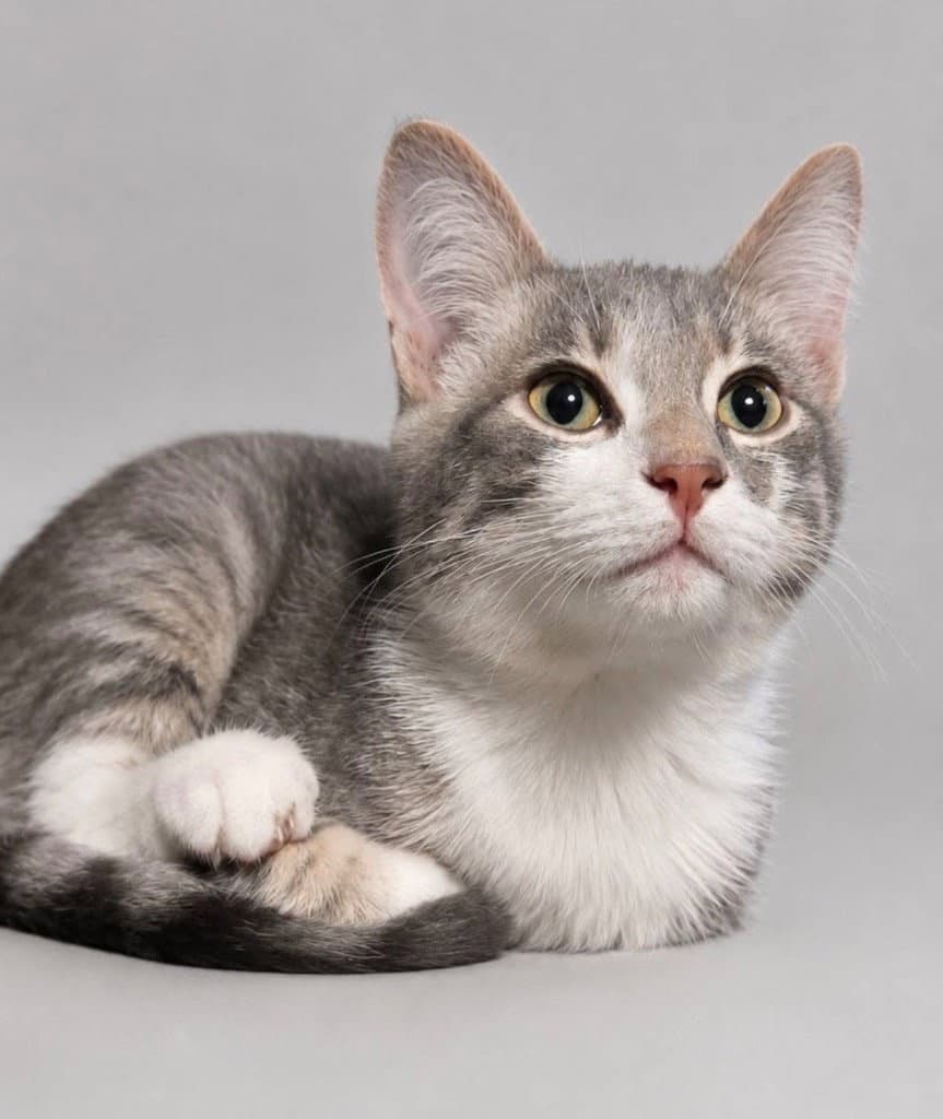 Smoky - Domestic Short Hair