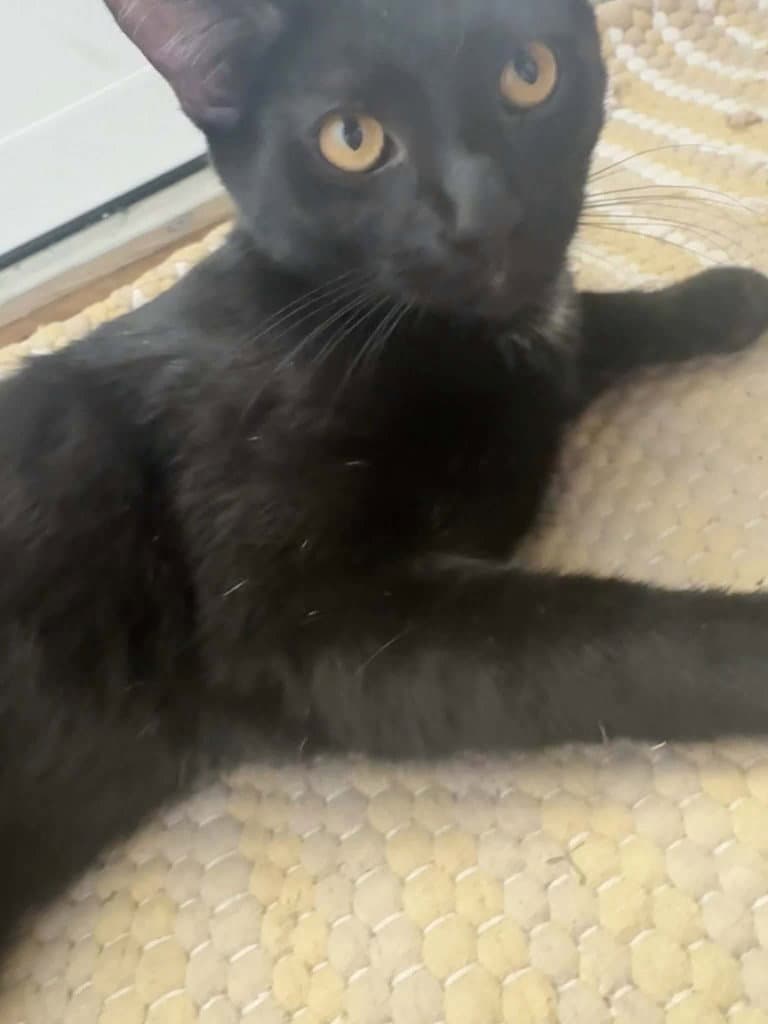 Frankie - Domestic Long Hair