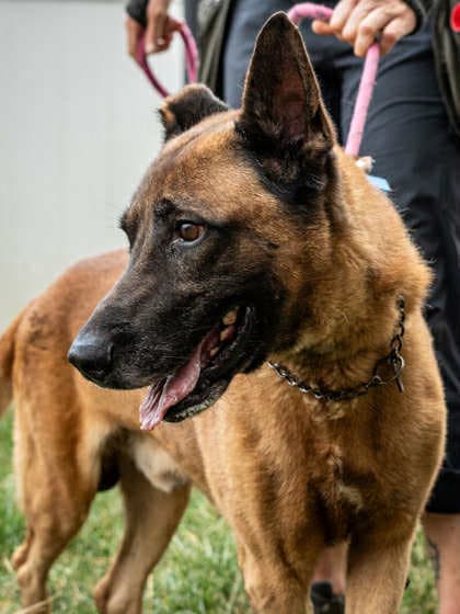Tiago - Located In Ga - Belgian Shepherd Malinois