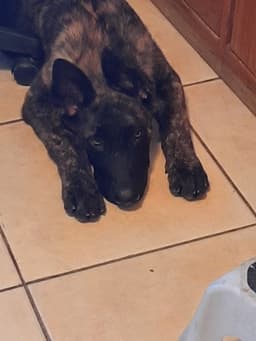 Sully Jr Located In Ar image 2