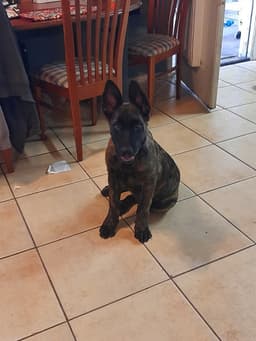 Sully Jr Located In Ar image 3