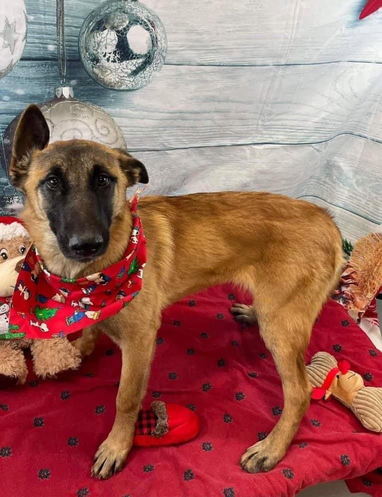 Foxy - Located In Georgia - Belgian Shepherd Malinois