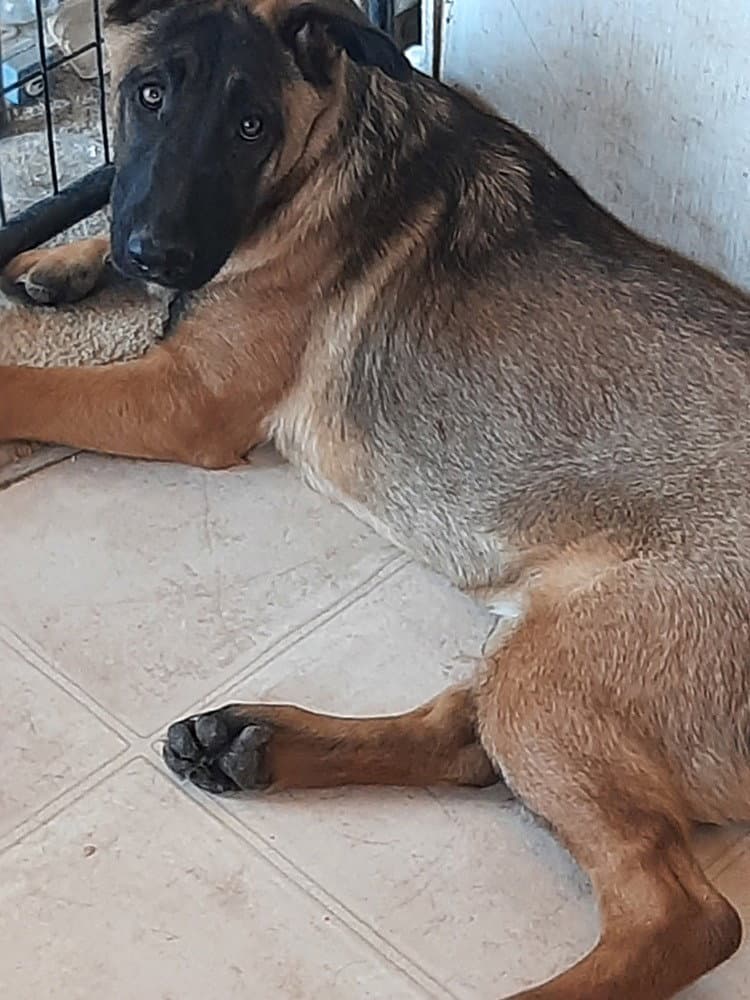 Animaniacs Litter - Dot - Located In El Paso Tx - Belgian Shepherd Malinois