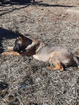 Animaniacs Litter - Dot - Located In El Paso Tx image 4