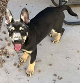 Cali Litter - Bo Located In Nv image 1