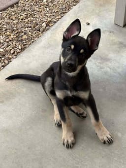 Cali Litter - Bo Located In Nv image 2