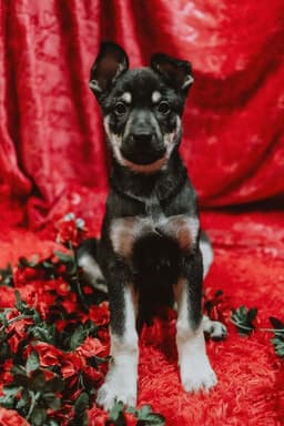 Cali Litter - Bo Located In Nv image 3