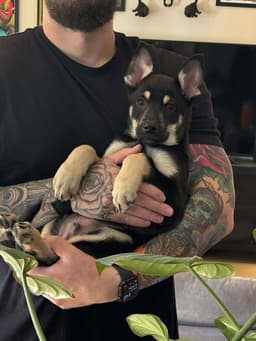 Cali Litter - Bo Located In Nv image 4