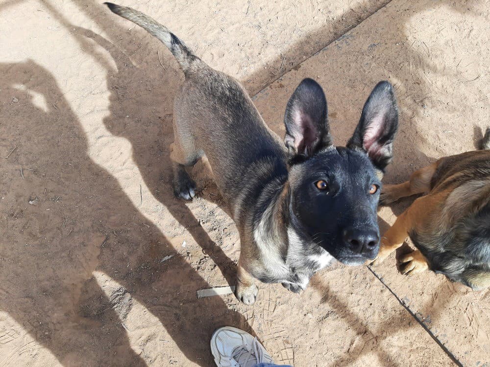 Animaniacs Litter - Mindi - Located In El Paso Tx - Belgian Shepherd Malinois