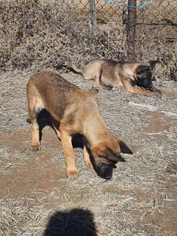 Animaniacs Litter - Mindi - Located In El Paso Tx image 2
