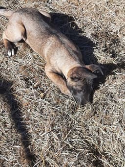 Animaniacs Litter - Mindi - Located In El Paso Tx image 3