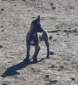 Animaniacs Litter - Mindi - Located In El Paso Tx image 4