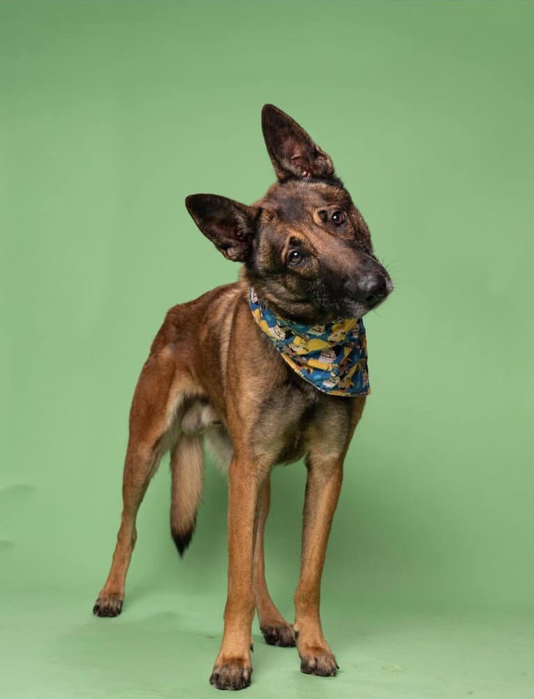 Gary - Located In Florida - Belgian Shepherd Malinois