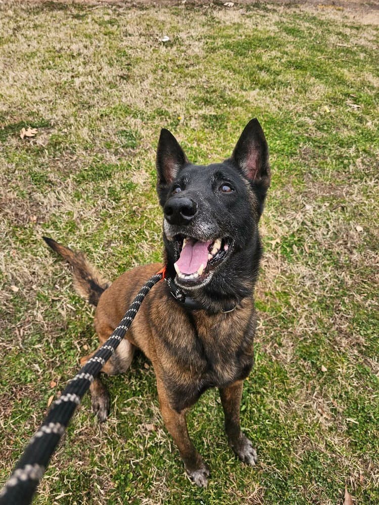 Deputy - Located In Tennessee - Belgian Shepherd Malinois