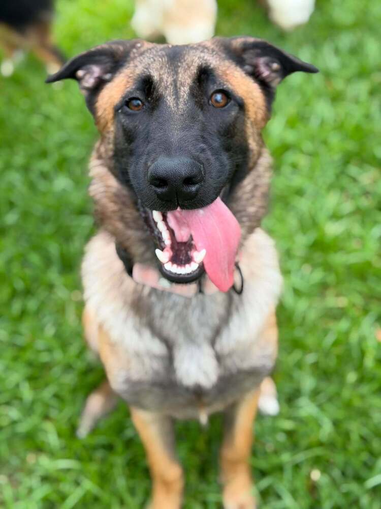 Winx - Located In Ga - Belgian Shepherd Malinois