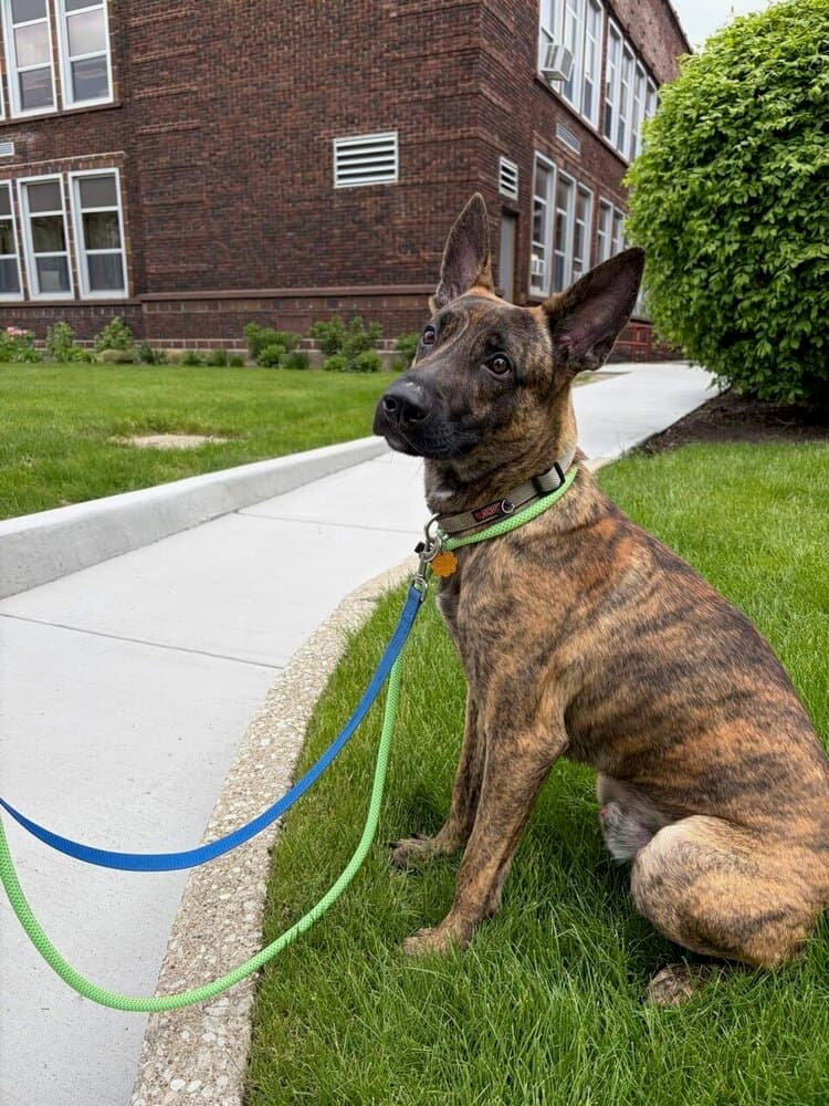 Ed - Located In Il - Dutch Shepherd