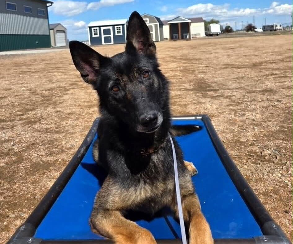 Rios - Located In Mo - Belgian Shepherd Malinois