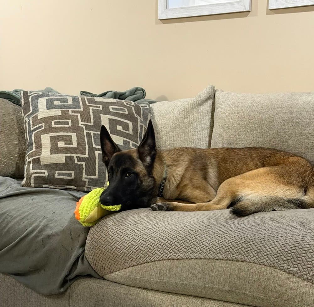 Dill - Located In Ga - Belgian Shepherd Malinois