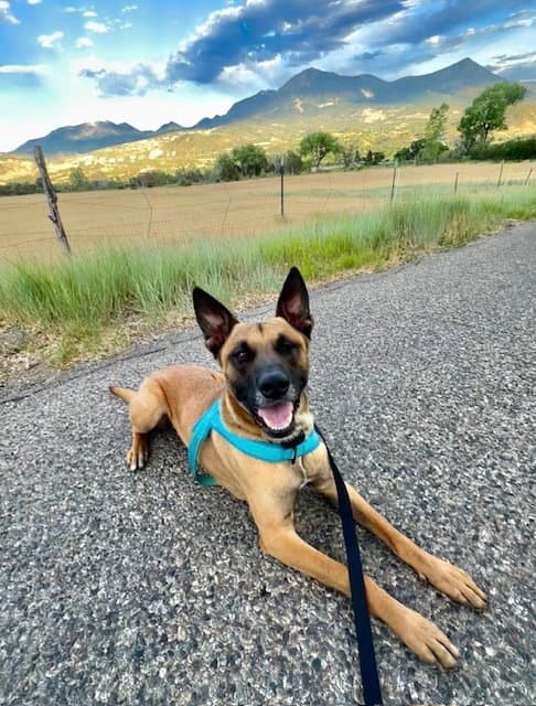 John Wick Located In Colorado - Belgian Shepherd Malinois