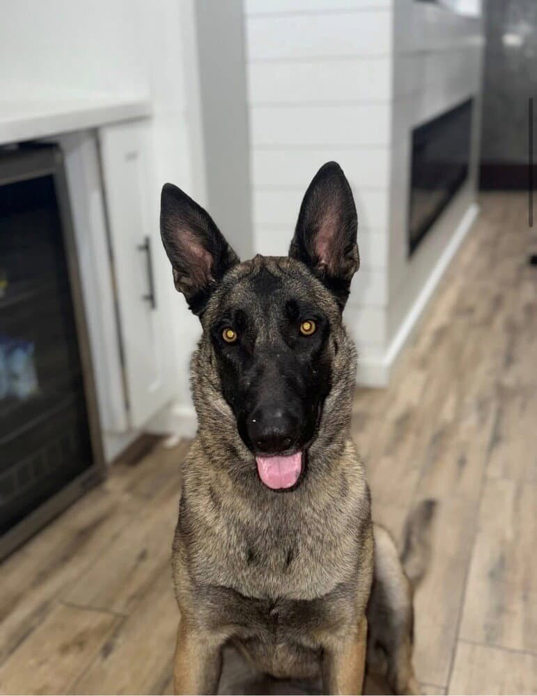 Nala Located In Arizona - Belgian Shepherd Malinois