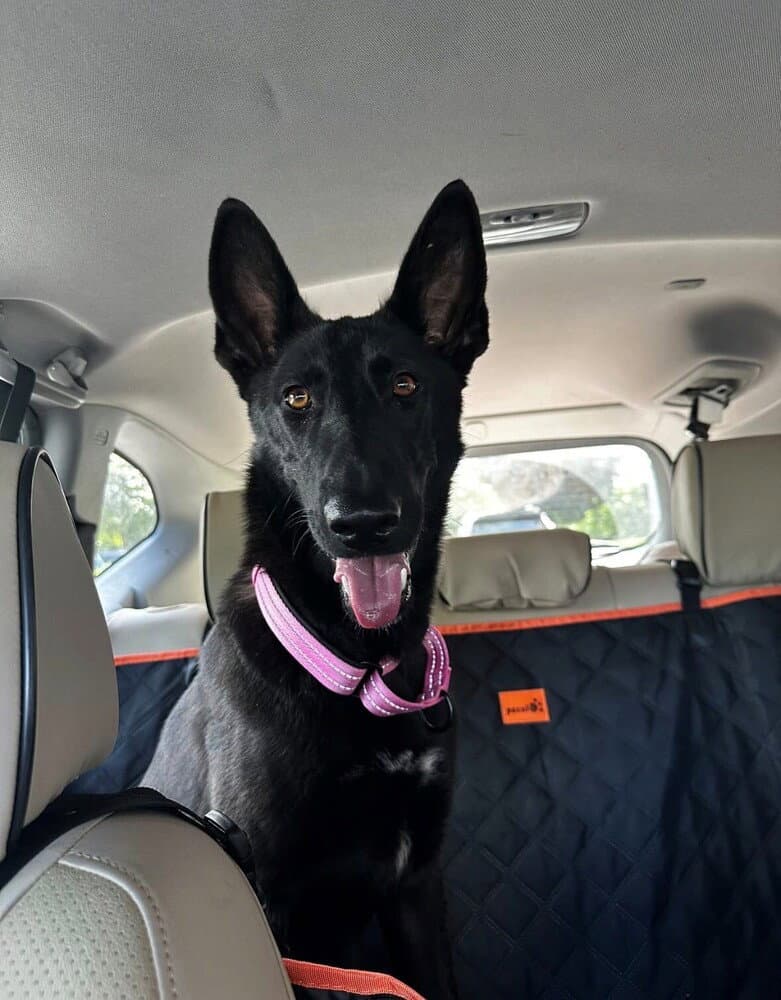Mera Located In North Carolina - Belgian Shepherd Malinois