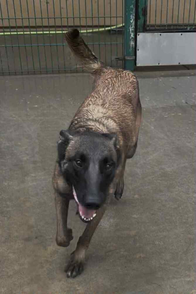 Trixi - Located In Ma - Belgian Shepherd Malinois