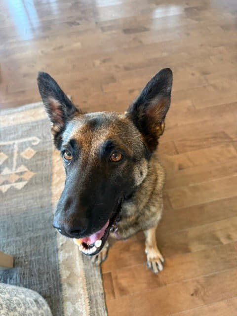 Ciro In Ca - Belgian Shepherd Malinois