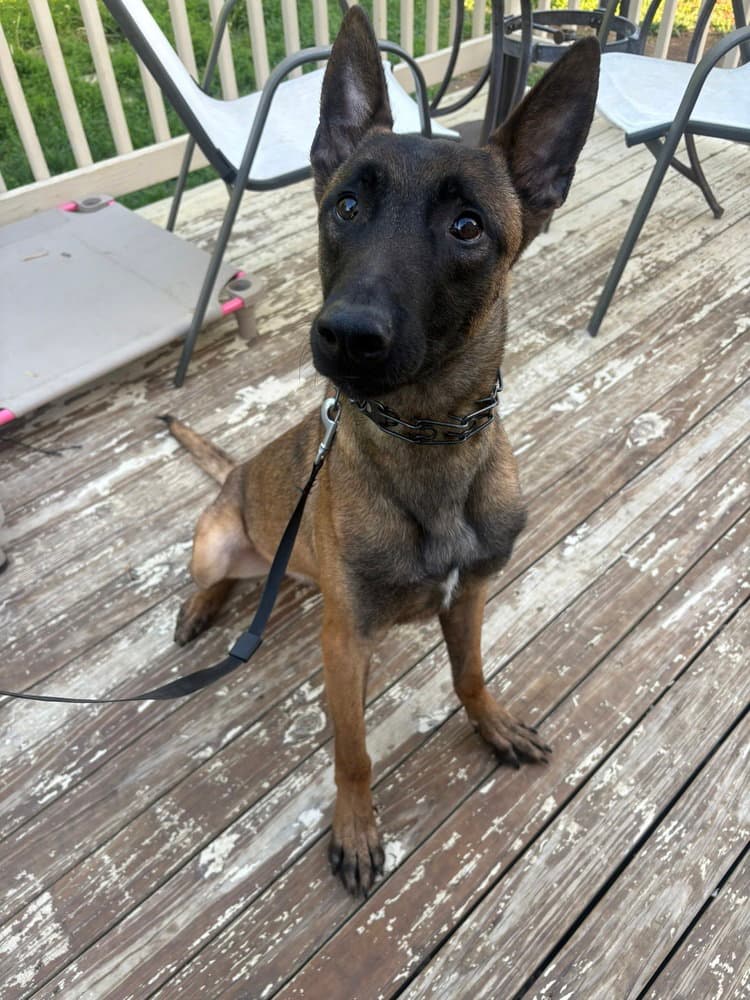 Archer - Located In Ohio - Belgian Shepherd Malinois