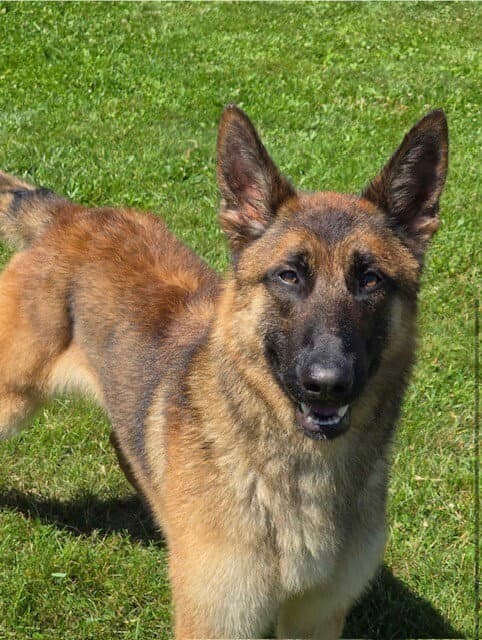 Keeper Located In Connecticut - Belgian Shepherd Malinois