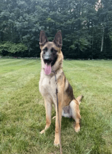 Keeper Located In Connecticut - Belgian Shepherd Malinois