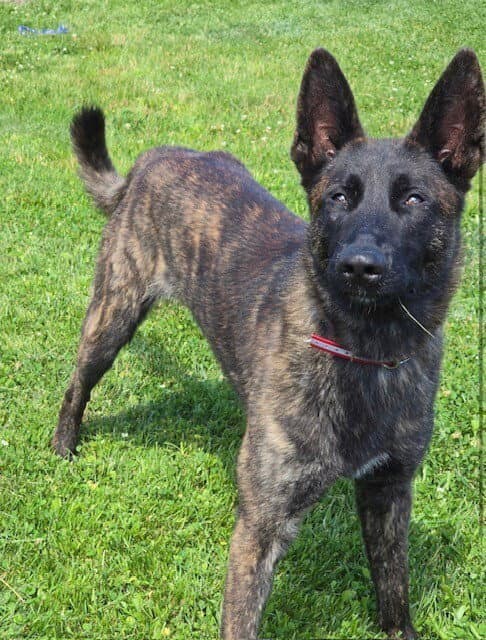 Striker Located In Connecticut - Dutch Shepherd