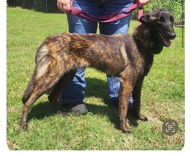 Tinkerbell Located In Tennessee - Belgian Shepherd Malinois