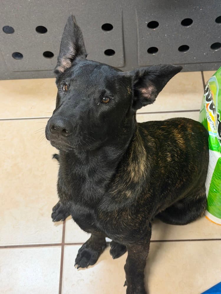Kristoff- Located In Florida - Dutch Shepherd