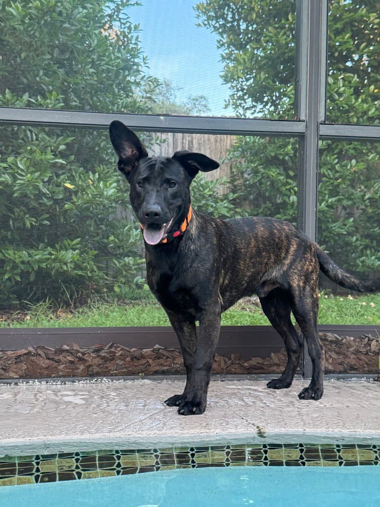Kristoff- Located In Florida - Dutch Shepherd