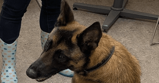 King Located In Mi - Belgian Shepherd Malinois