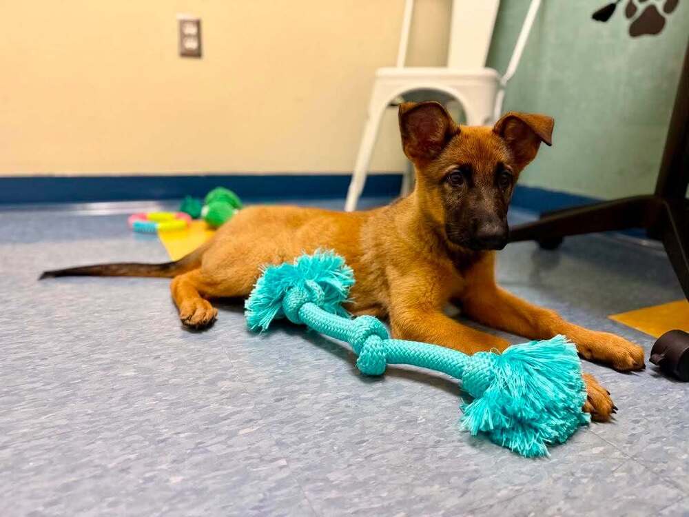 Magnolia - Located In Georgia - Belgian Shepherd Malinois