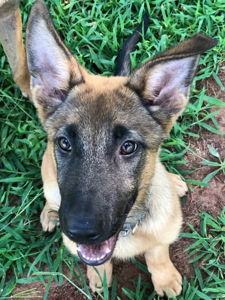 Magnolia - Located In Georgia - Belgian Shepherd Malinois