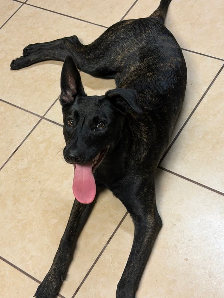 Sven - Located In Florida