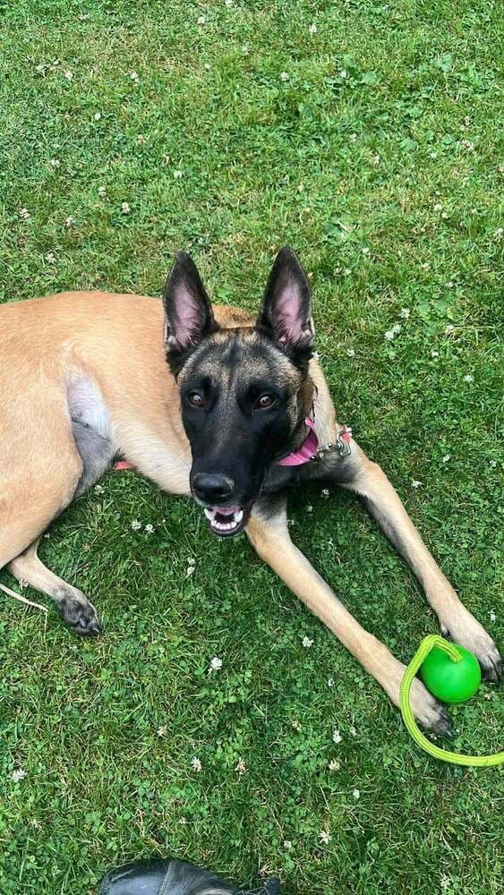 Zillah - Belgian Shepherd Malinois