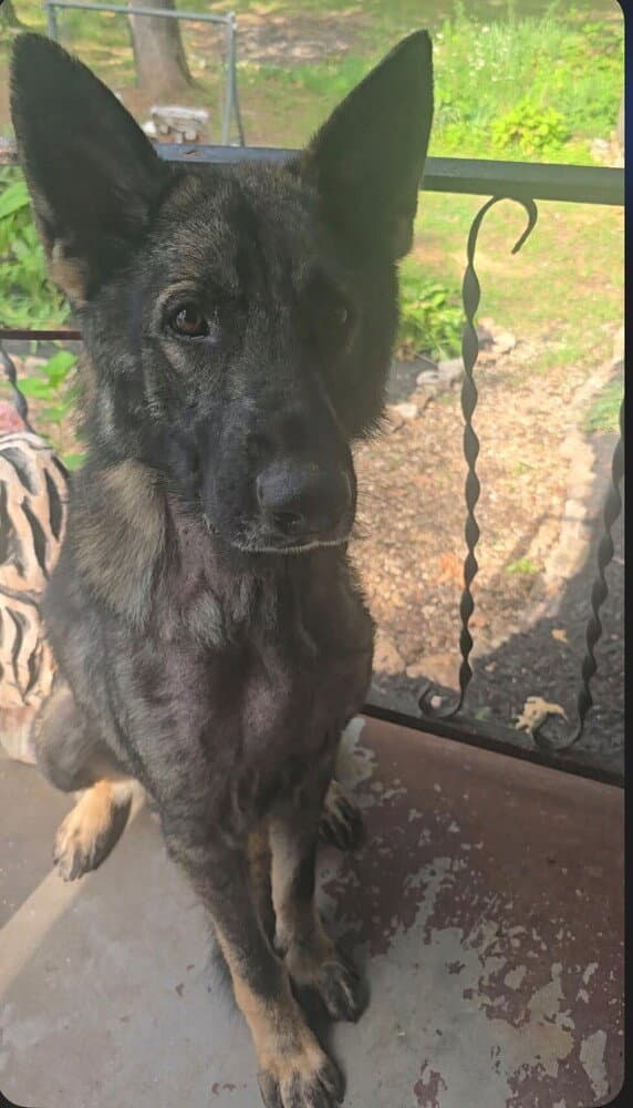 Bodie Located In Missouri - Dutch Shepherd