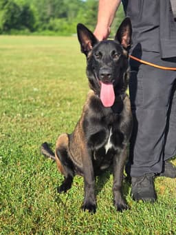 Bruno Located In Va image 1