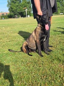 Bruno Located In Va image 2