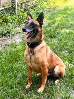 Dozer - Now Rocco Located In Kansas image 1