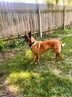 Dozer - Now Rocco Located In Kansas image 2